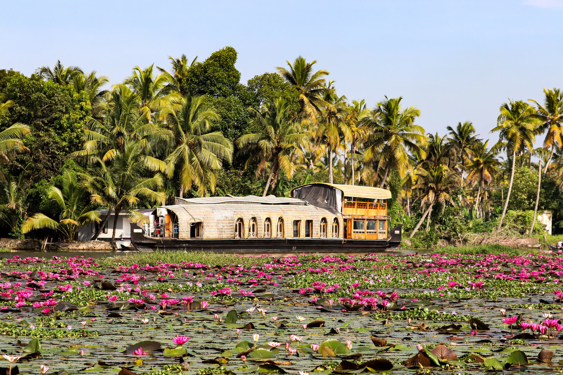 A traditional houseboat by coconut palms beyond a lake of blooming pink water lilies